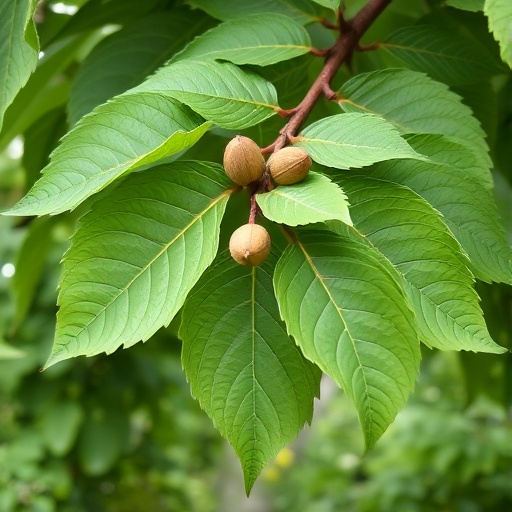Walnussblatt